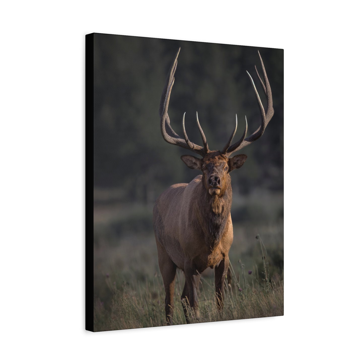 ATTENTION GETTER BULL ELK STRETCHED CANVAS PRINT