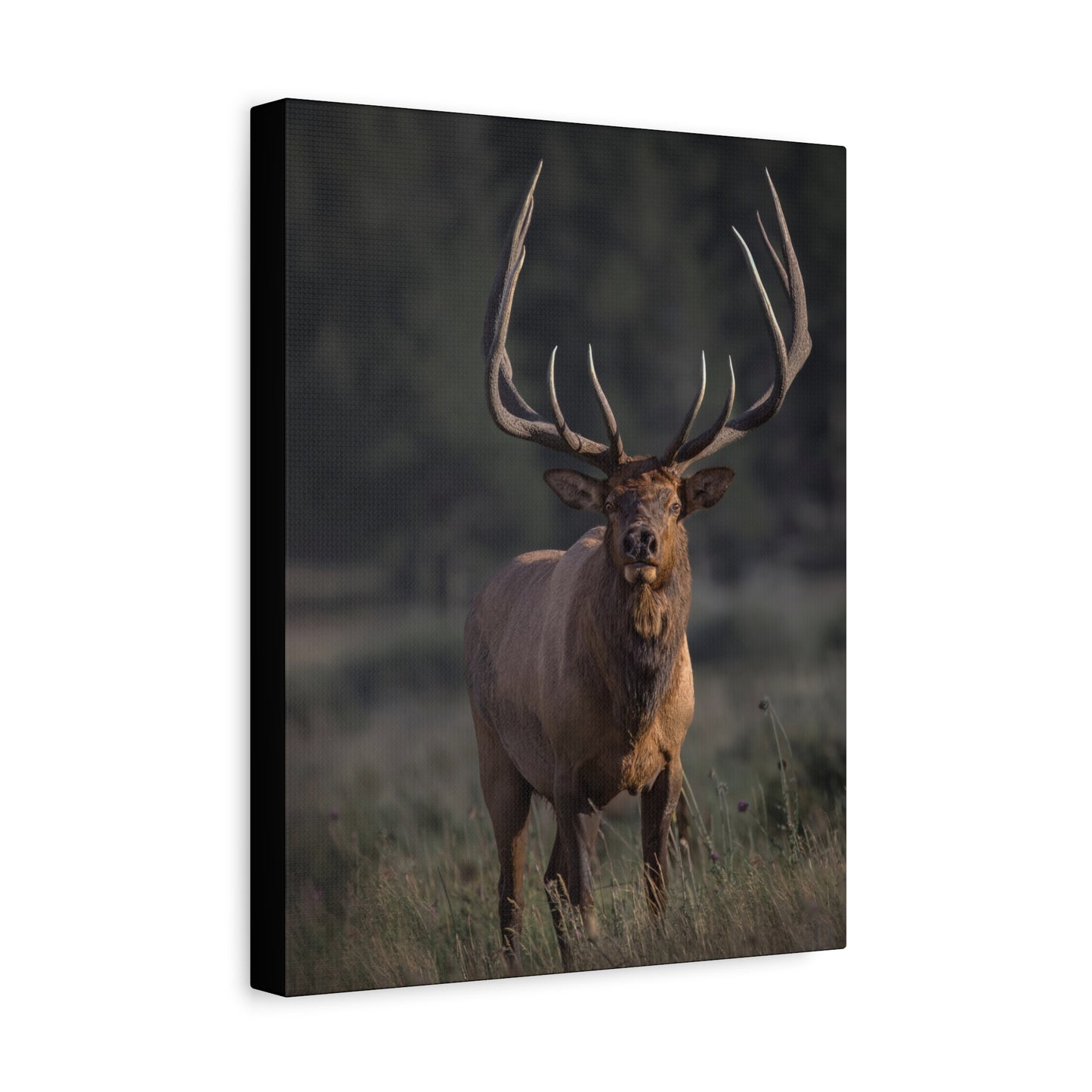 ATTENTION GETTER BULL ELK STRETCHED CANVAS PRINT