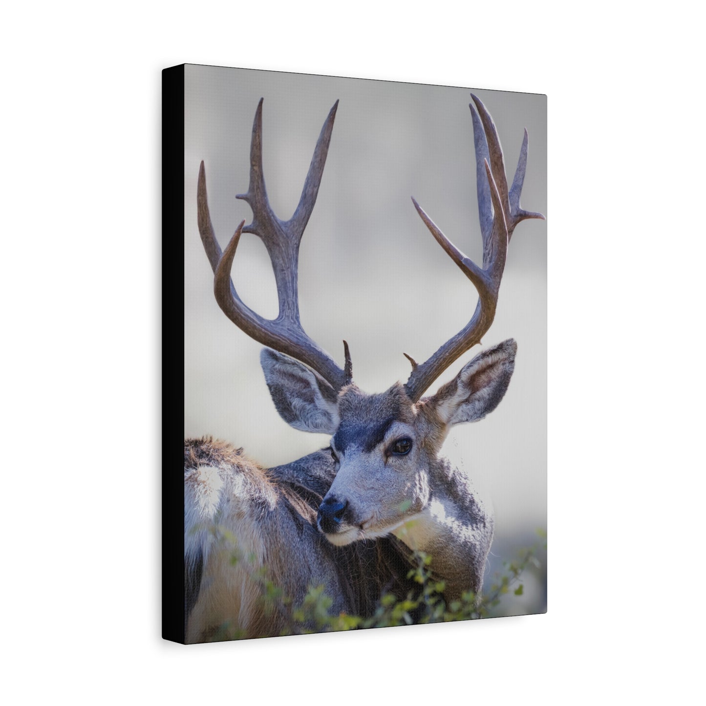 STICKERS MULE DEER BUCK STRETCHED CANVAS PRINT