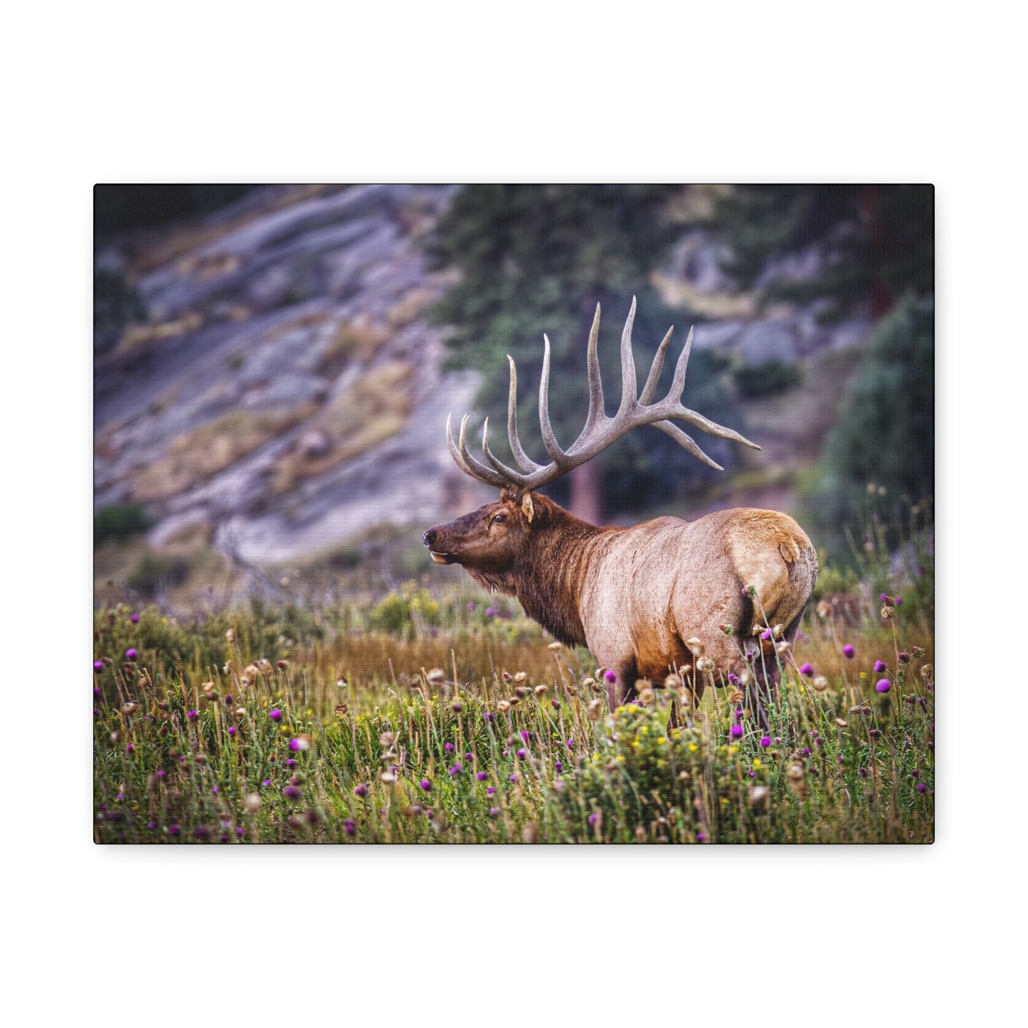 KING OF THE MEADOW BULL ELK STRETCHED CANVAS PRINT