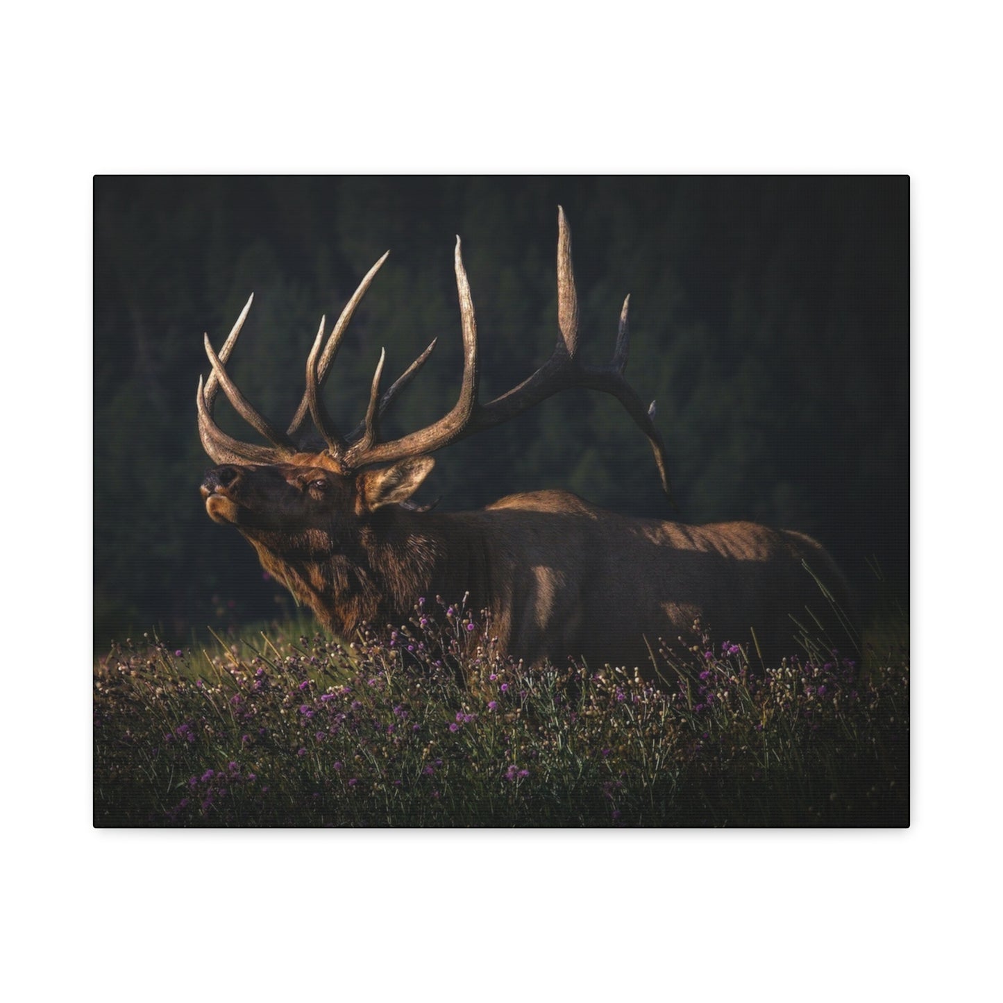 FIRST LIGHT MONARCH BULL ELK STRETCHED CANVAS PRINT