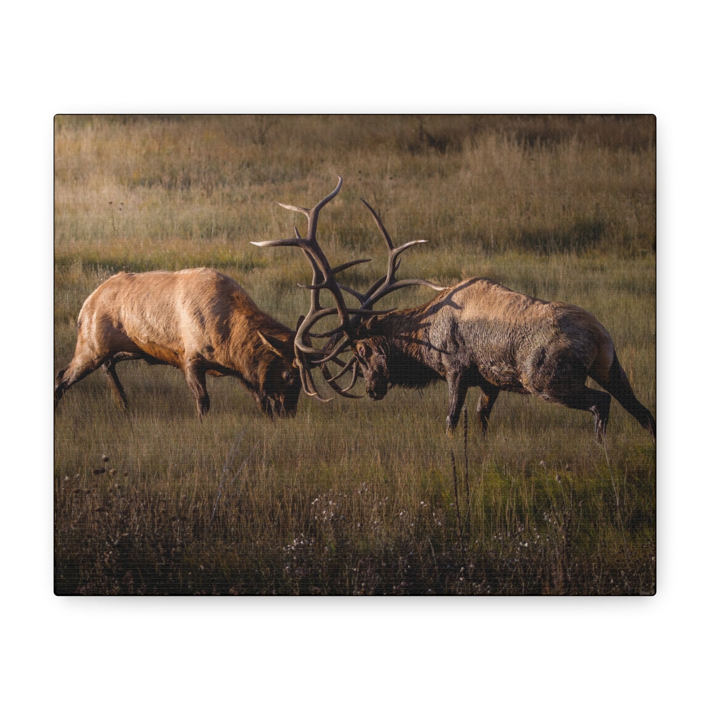LOCKED IN LIGHT BULL ELK STRETCHED CANVAS PRINT