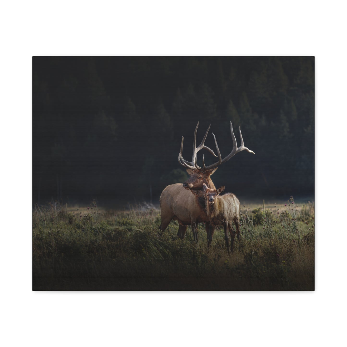 GENERATIONS BULL ELK STRETCHED CANVAS PRINT