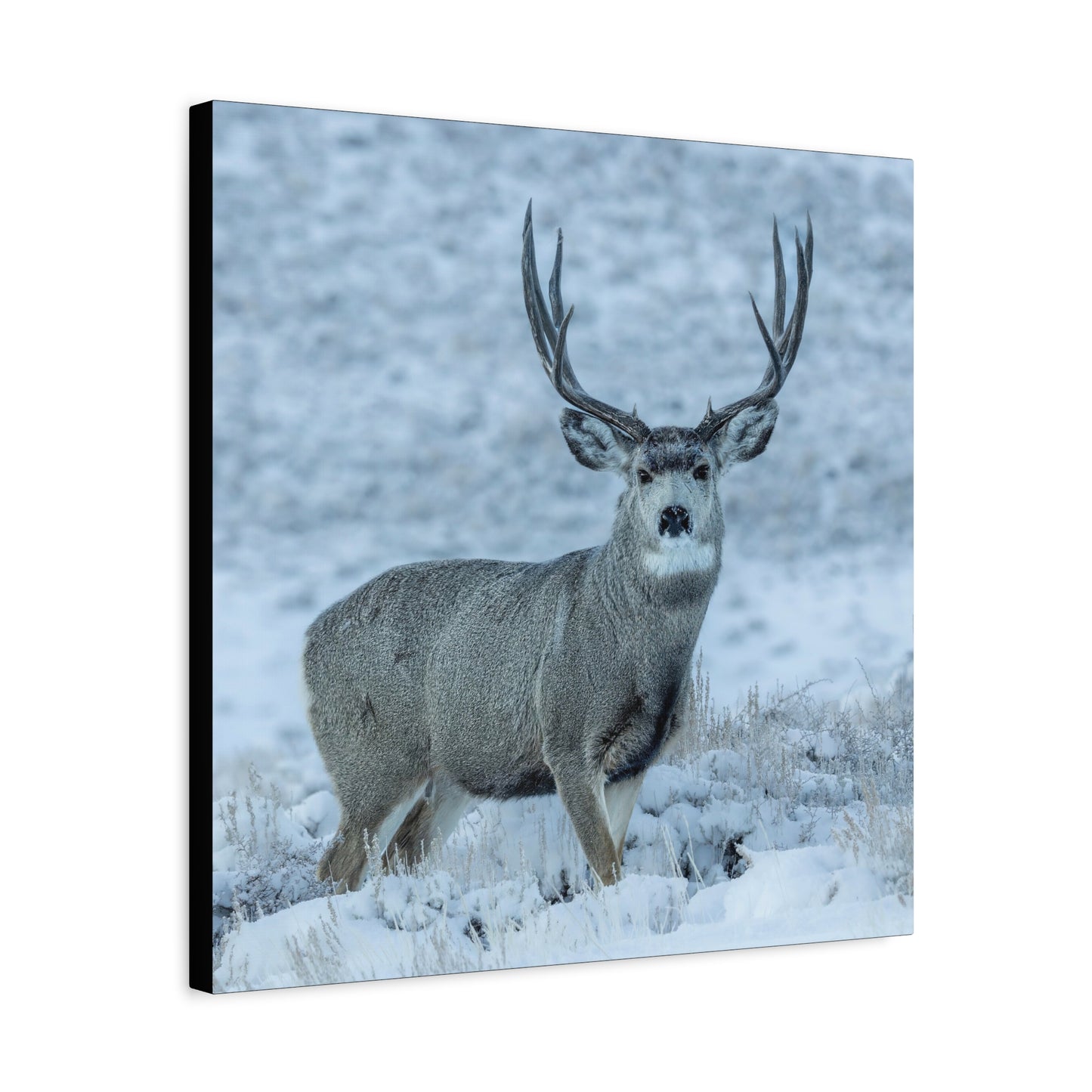 RUT BUCK MULE DEER BUCK STRETCHED CANVAS PRINT