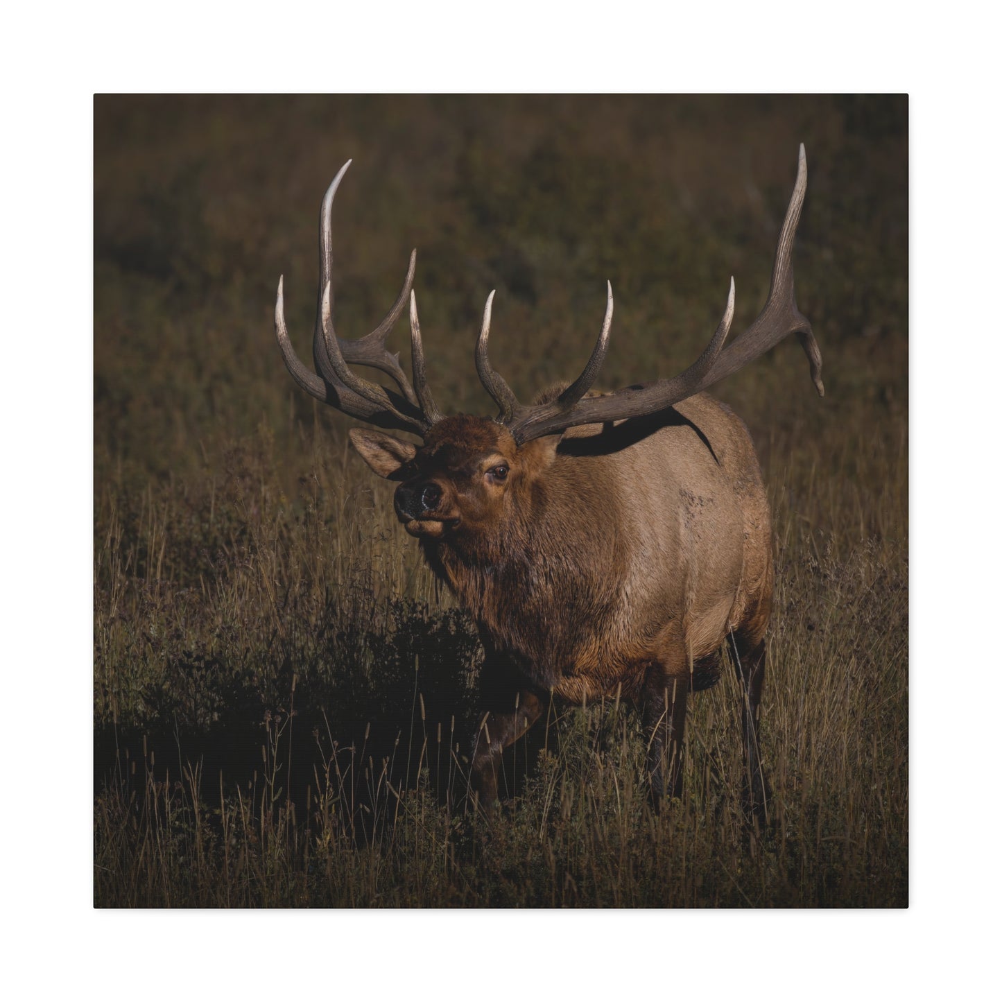 LAID BACK BULL ELK STRETCHED CANVAS PRINT