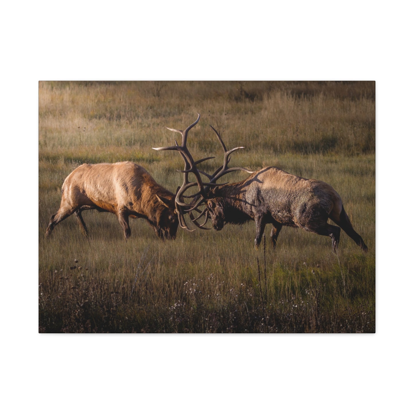 LOCKED IN LIGHT BULL ELK STRETCHED CANVAS PRINT