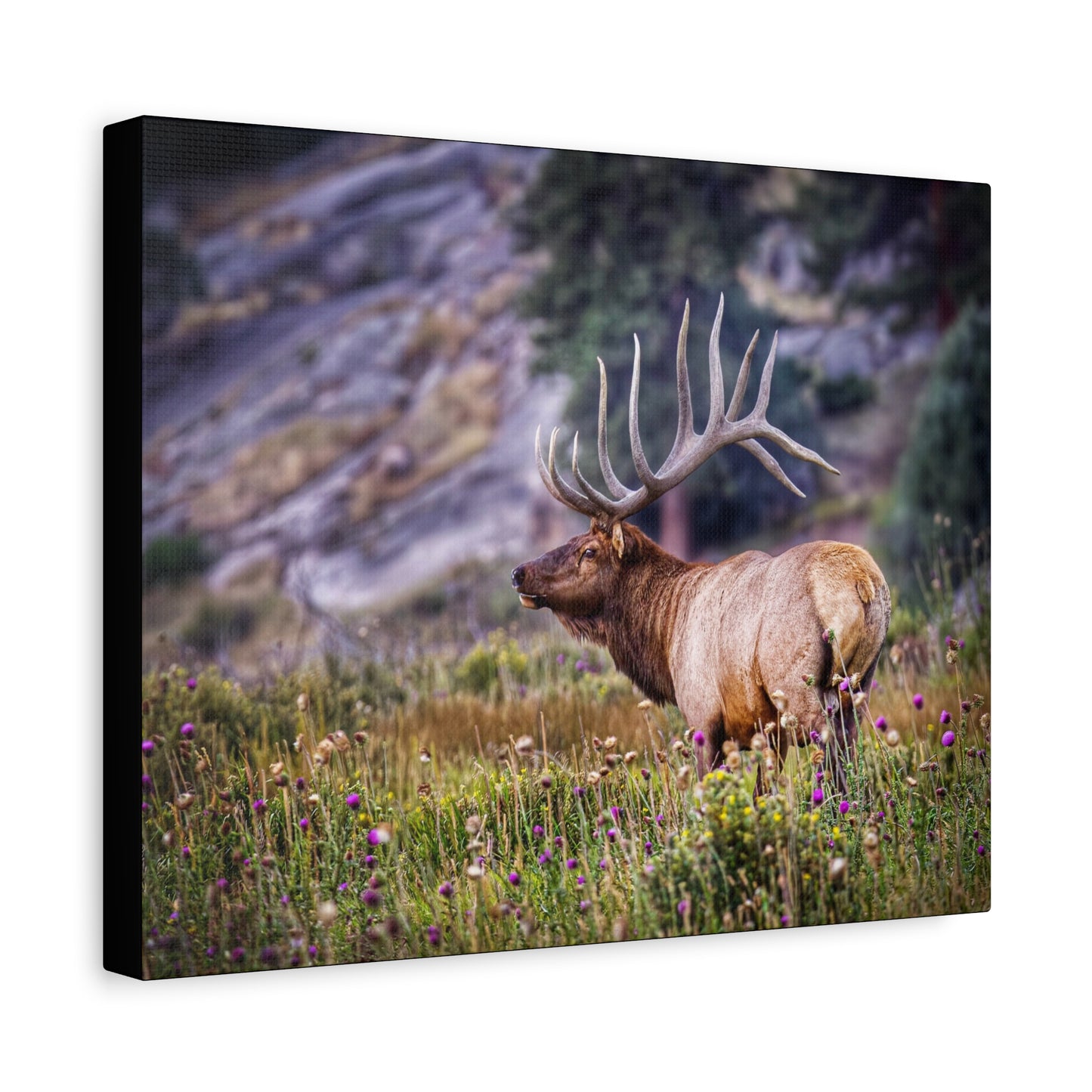 KING OF THE MEADOW BULL ELK STRETCHED CANVAS PRINT