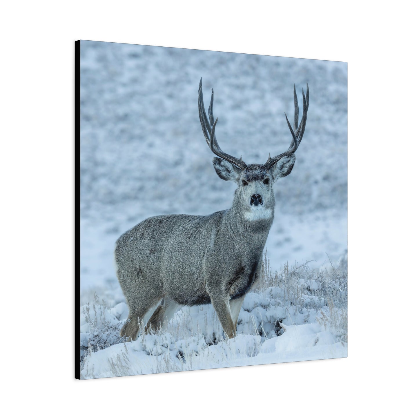 RUT BUCK MULE DEER BUCK STRETCHED CANVAS PRINT