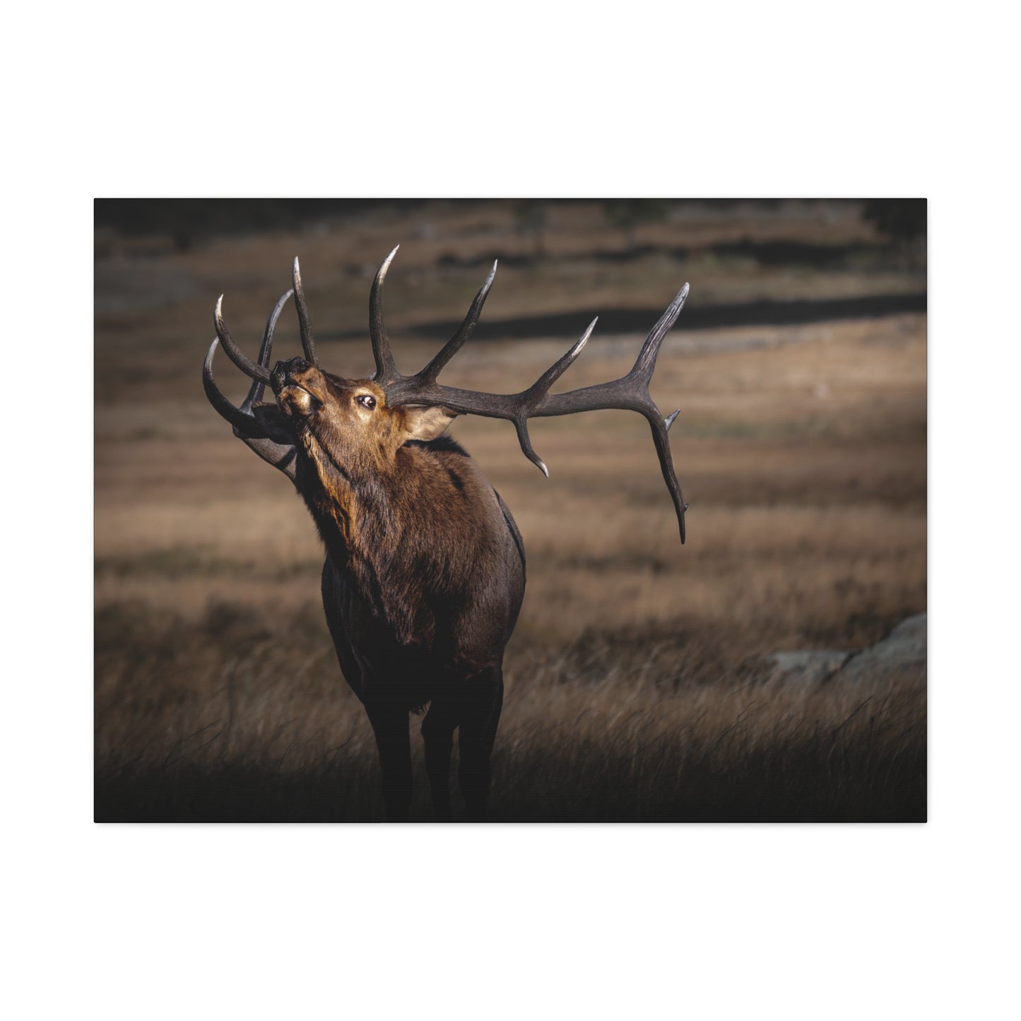 WILD SIDE BULL ELK STRETCHED CANVAS PRINT