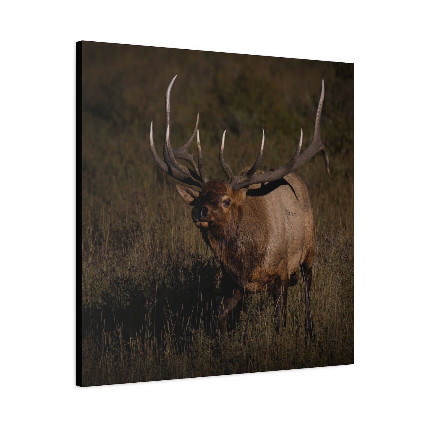 LAID BACK BULL ELK STRETCHED CANVAS PRINT