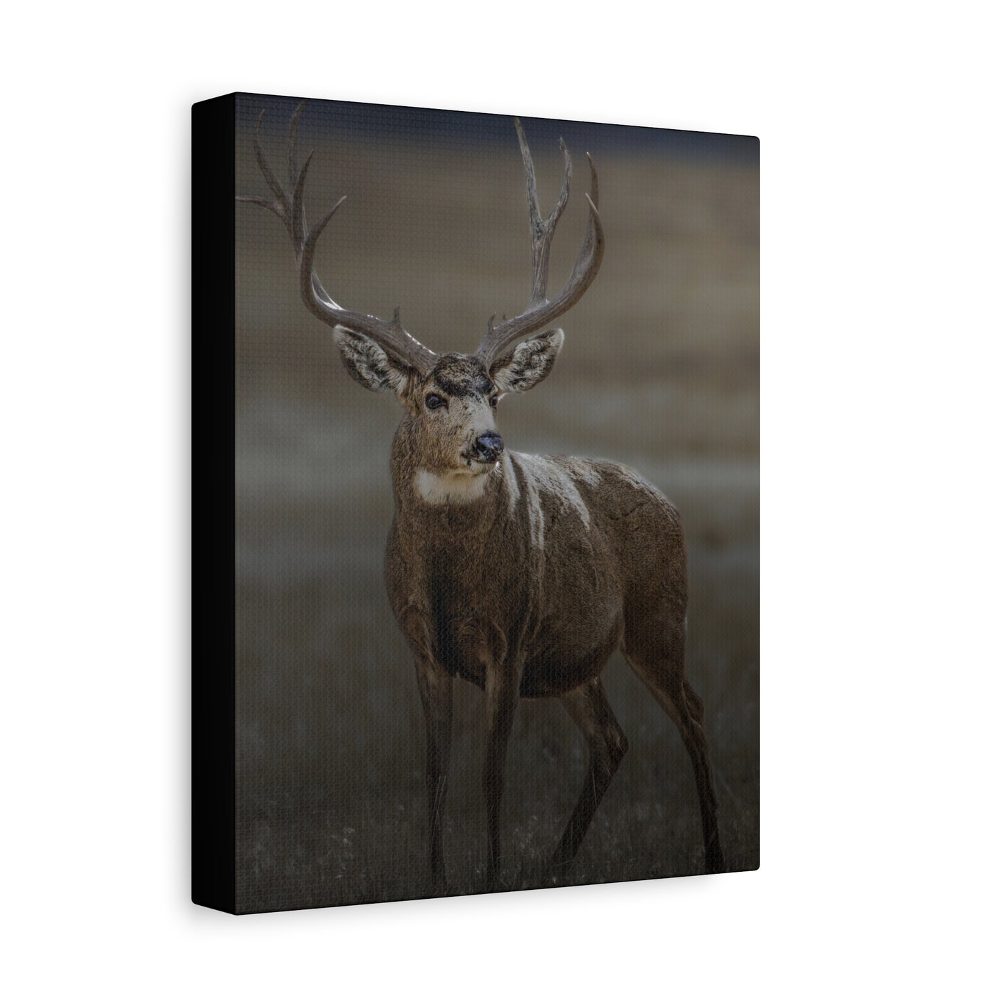 MORNING MULEY MULE DEER BUCK STRETCHED CANVAS PRINT