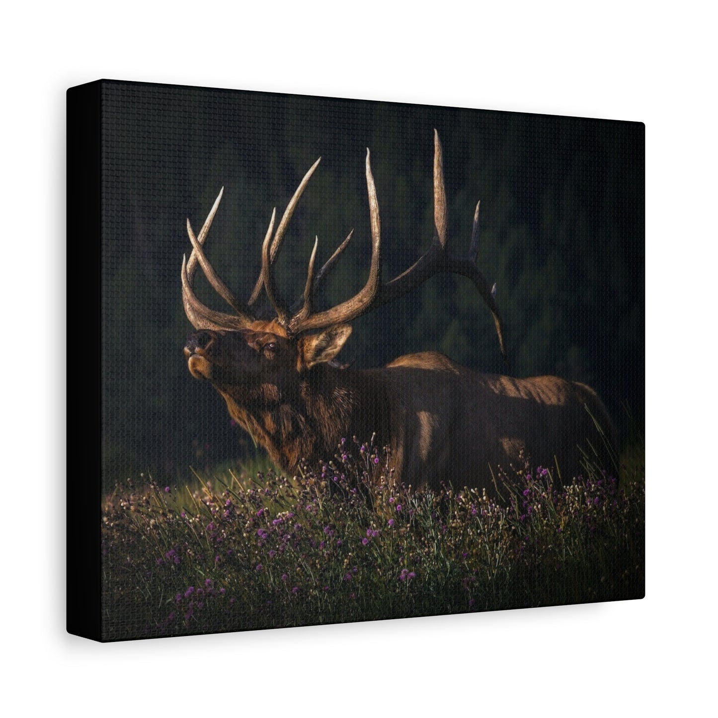 FIRST LIGHT MONARCH BULL ELK STRETCHED CANVAS PRINT