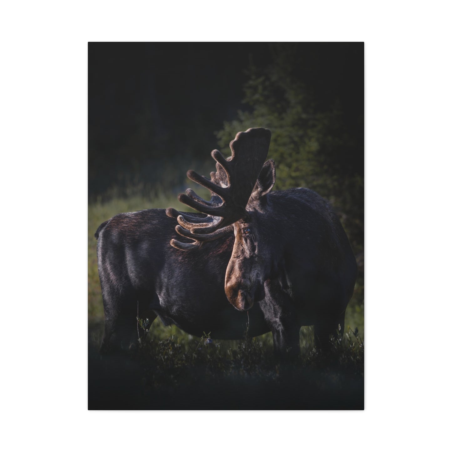 VELVET HIGHLIGHTS BULL MOOSE STRETCHED CANVAS PRINT