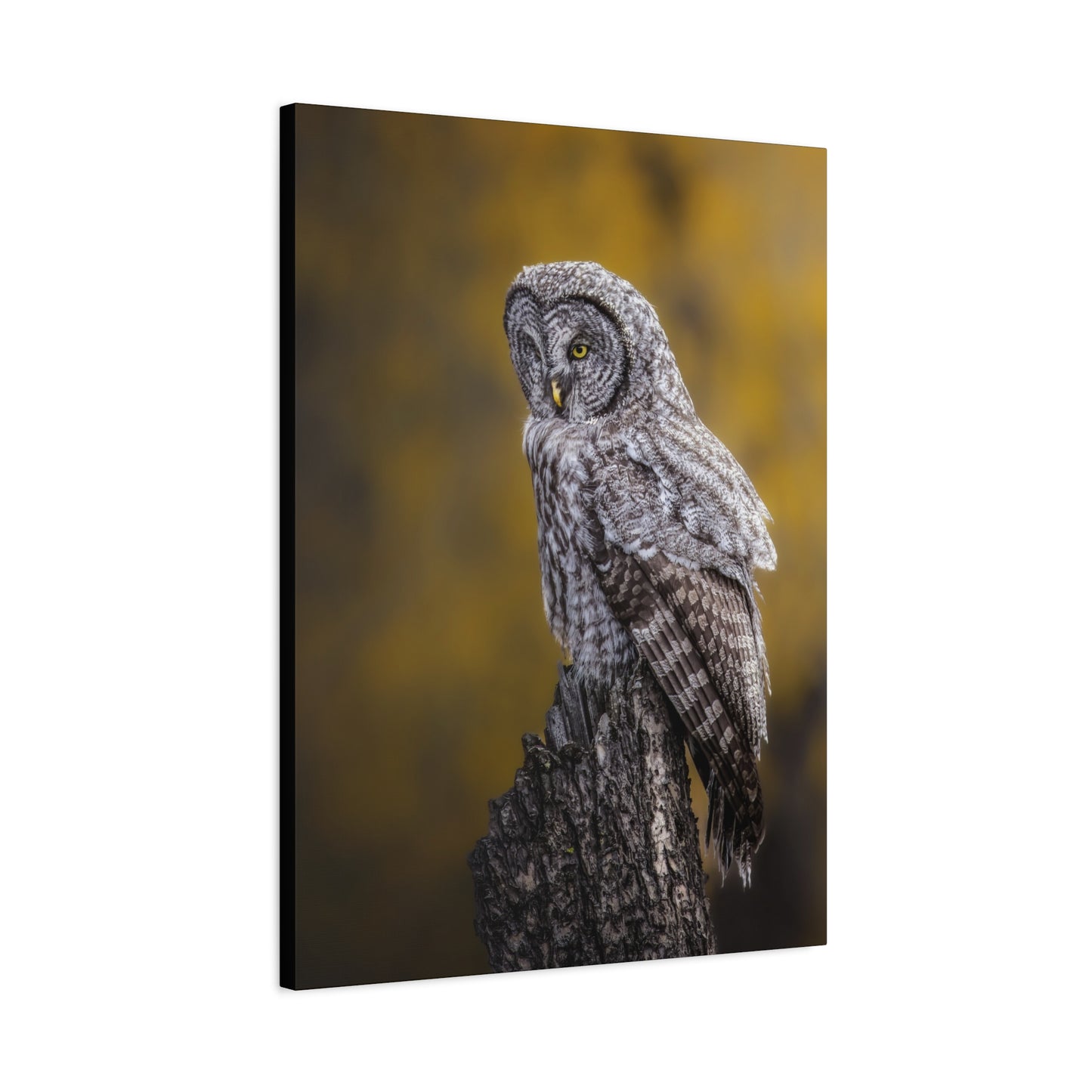 THOUGHTFUL GREAT GREY OWL STRETCHED CANVAS PRINT