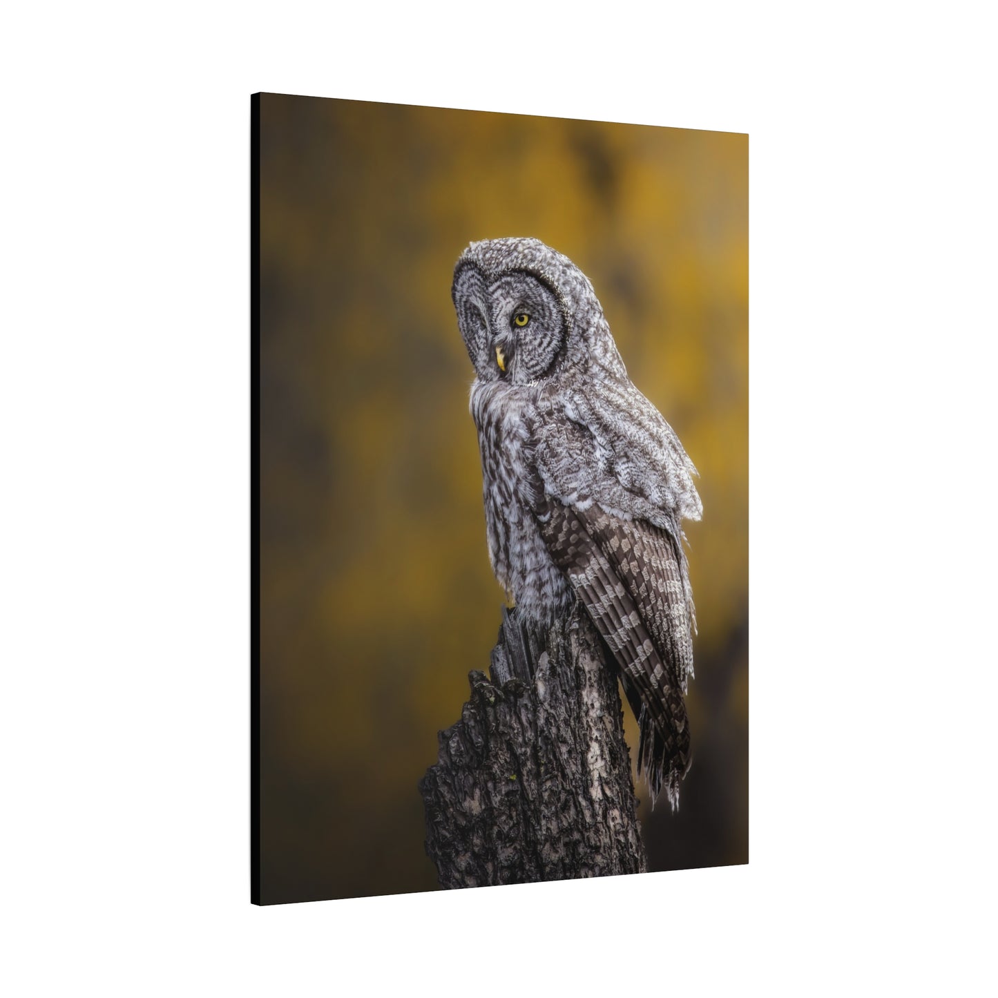 THOUGHTFUL GREAT GREY OWL STRETCHED CANVAS PRINT