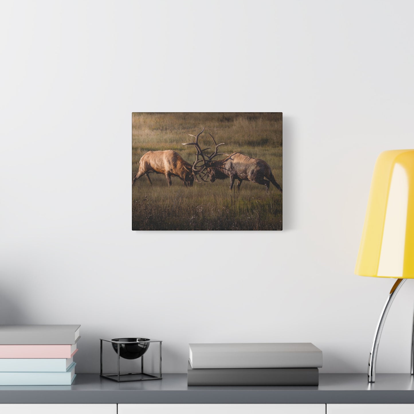 LOCKED IN LIGHT BULL ELK STRETCHED CANVAS PRINT