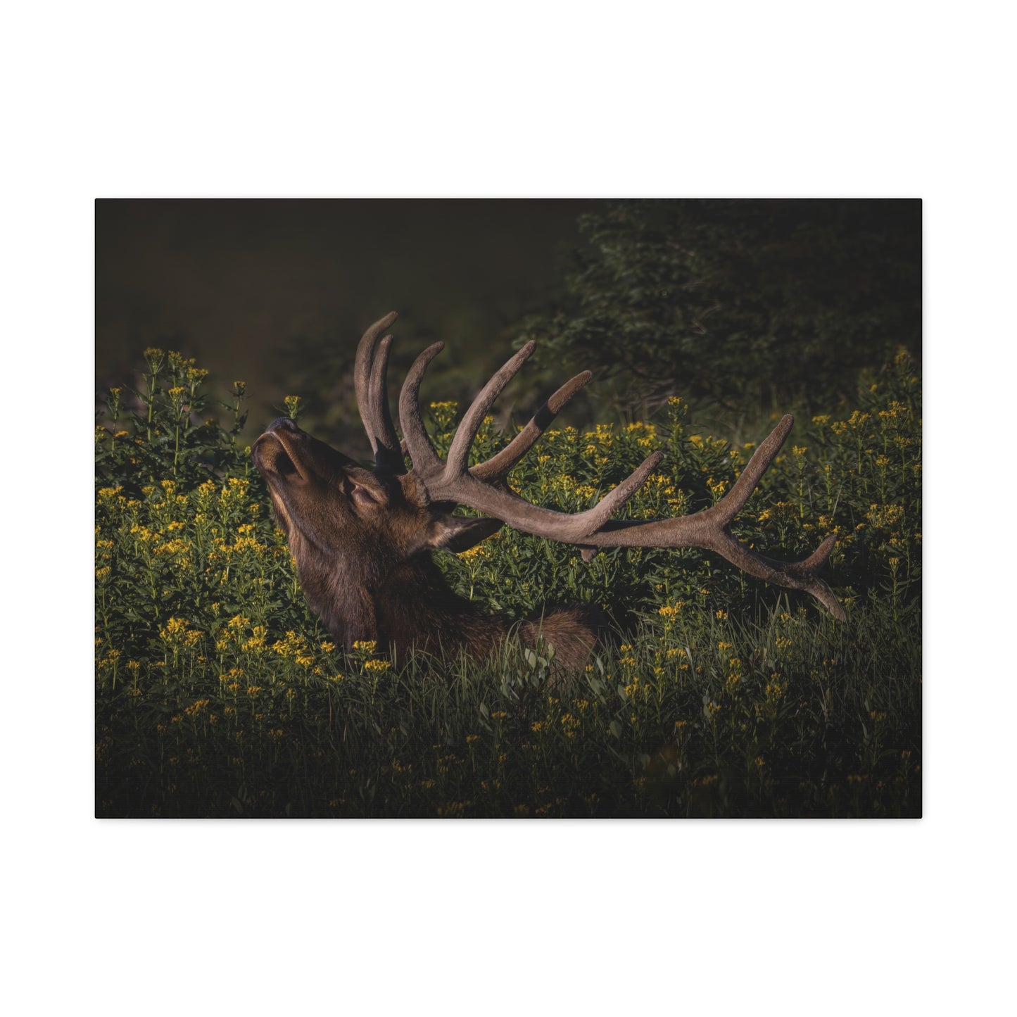 SUNFLOWER SUNBATH BULL ELK STRETCHED CANVAS PRINT