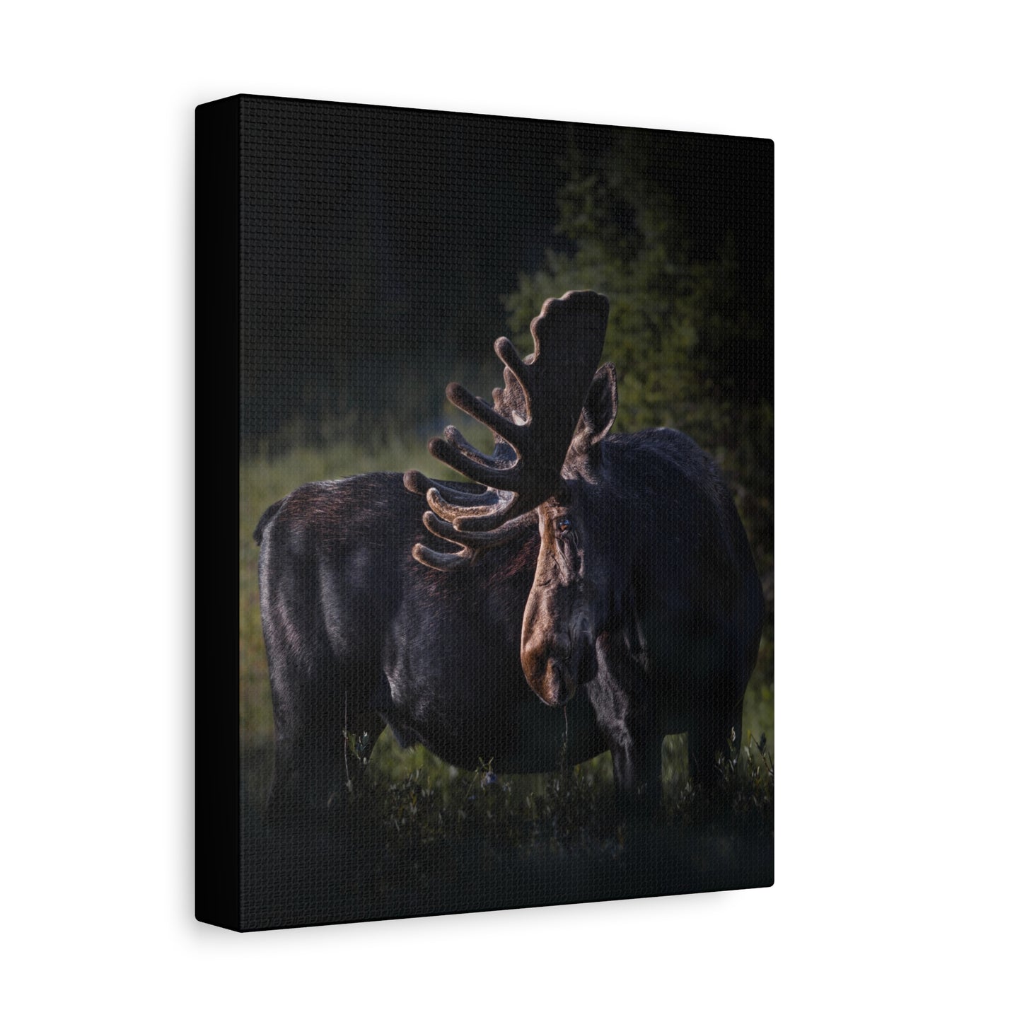 VELVET HIGHLIGHTS BULL MOOSE STRETCHED CANVAS PRINT