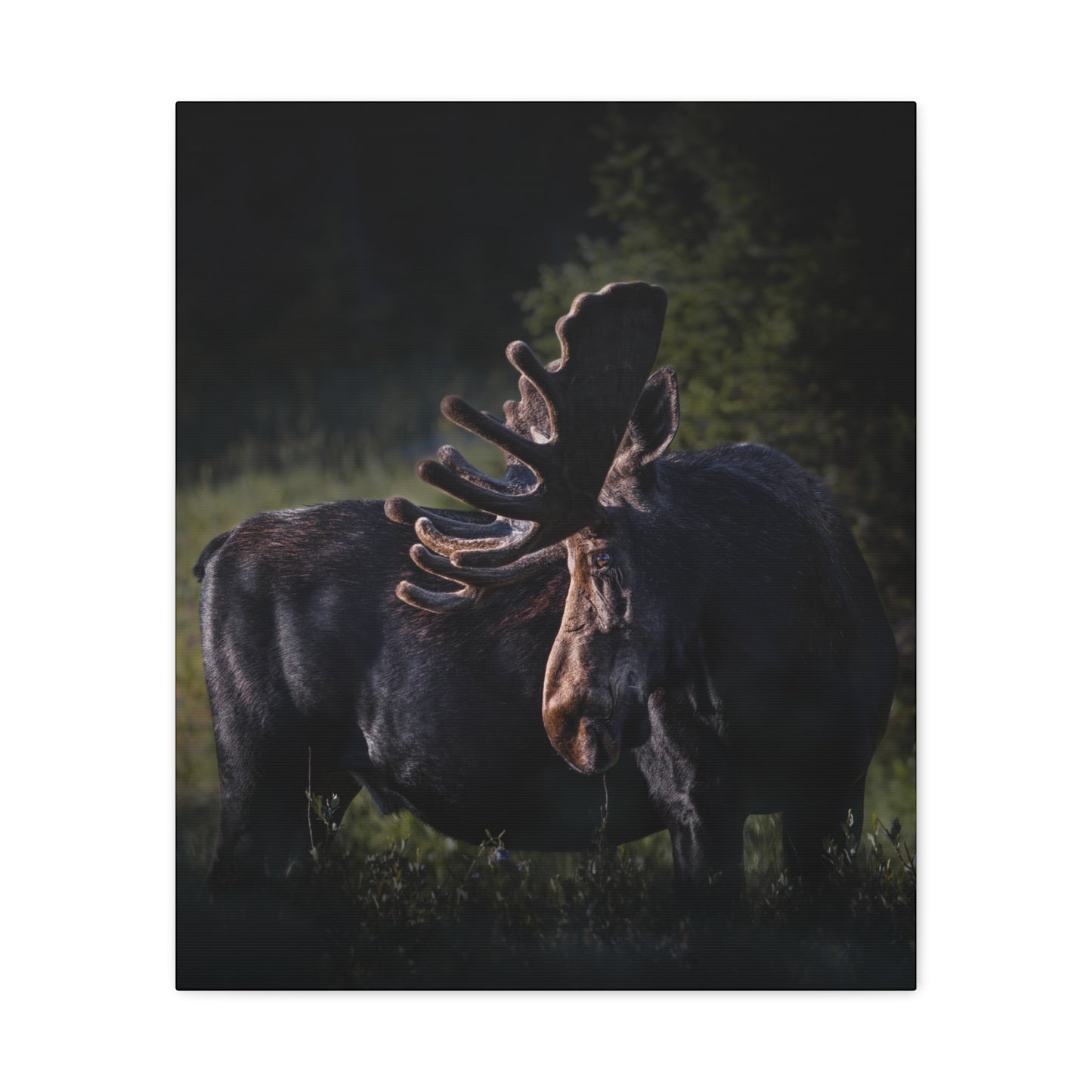 VELVET HIGHLIGHTS BULL MOOSE STRETCHED CANVAS PRINT