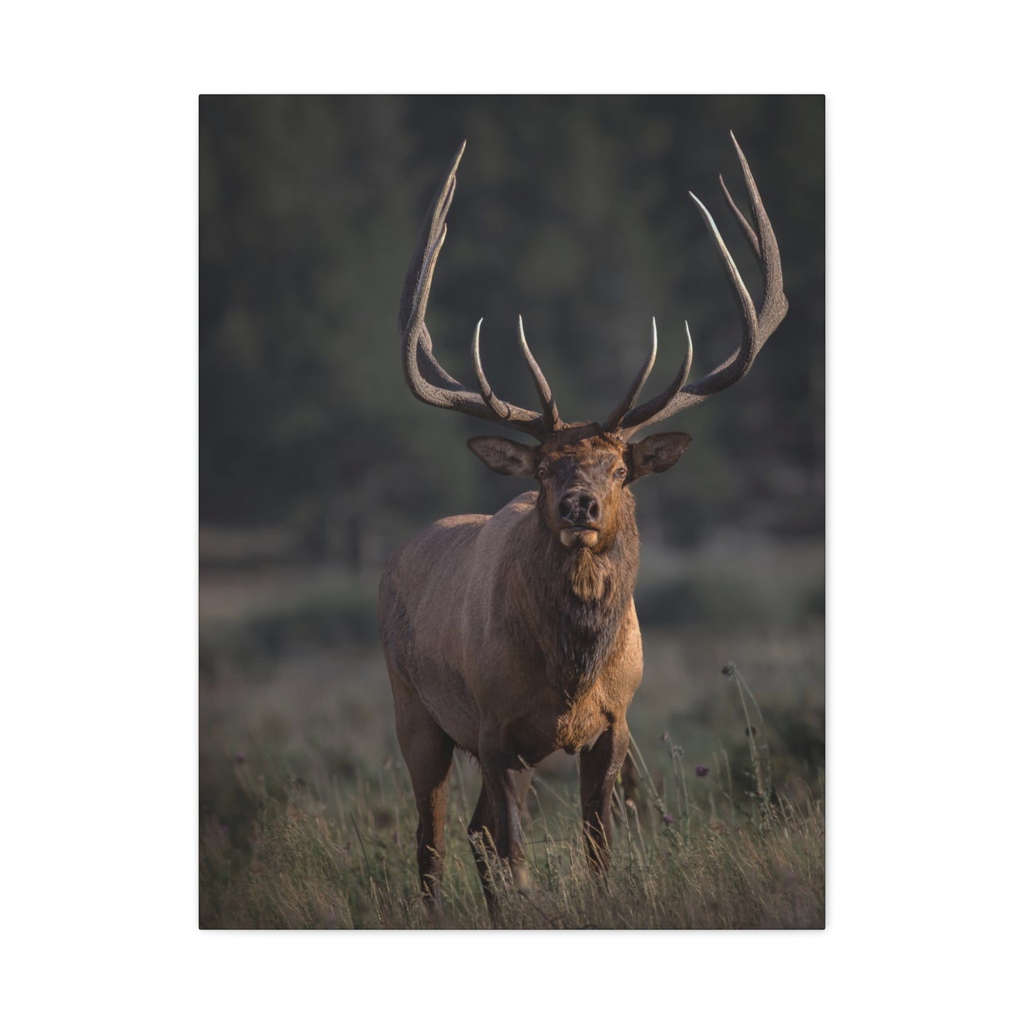 ATTENTION GETTER BULL ELK STRETCHED CANVAS PRINT