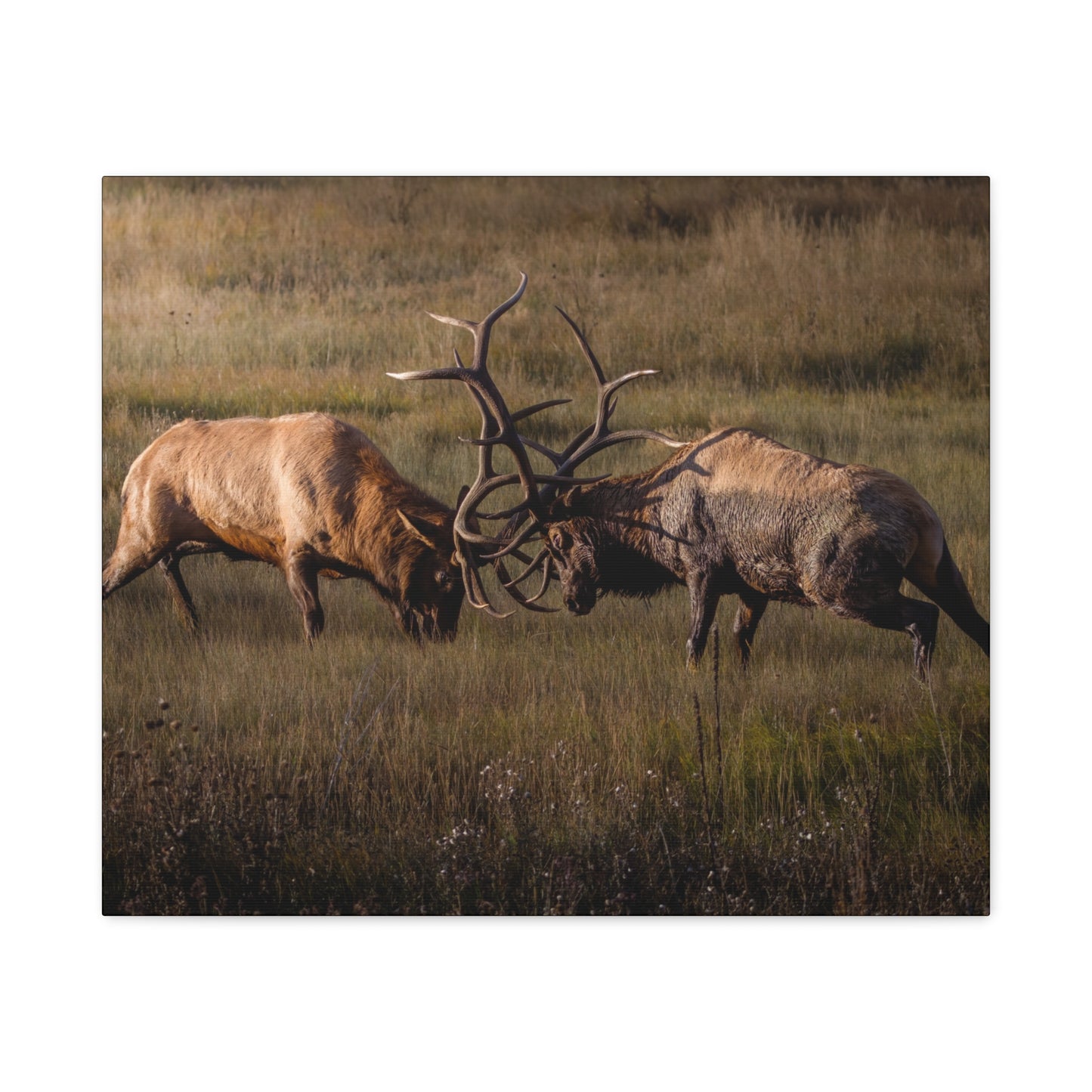 LOCKED IN LIGHT BULL ELK STRETCHED CANVAS PRINT