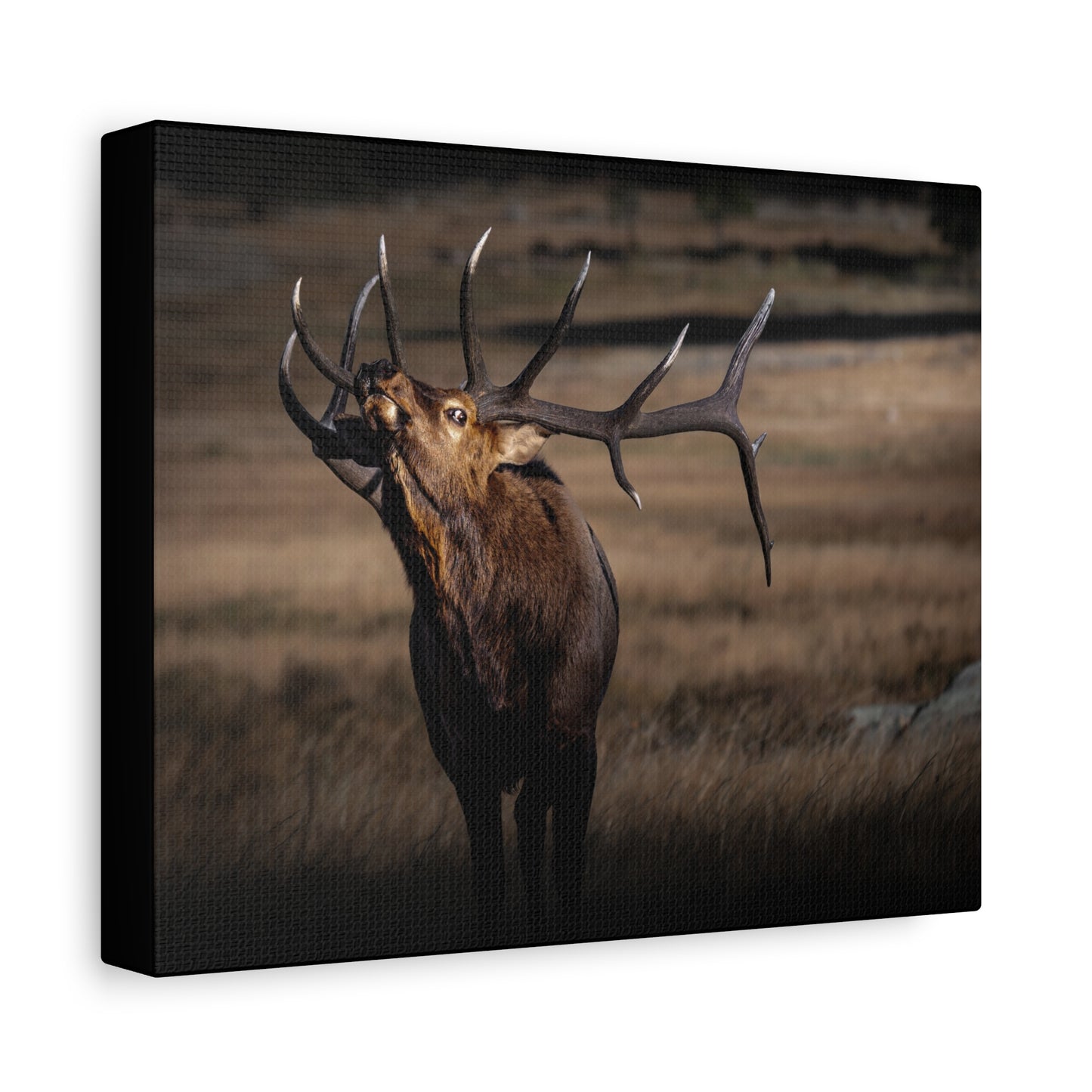 WILD SIDE BULL ELK STRETCHED CANVAS PRINT