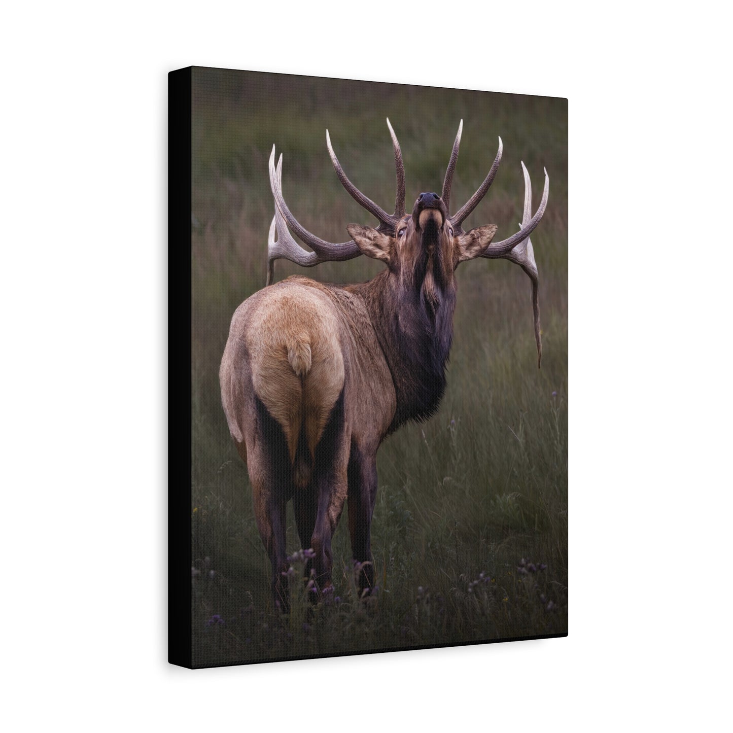 BEYOND BULL ELK STRETCHED CANVAS PRINT