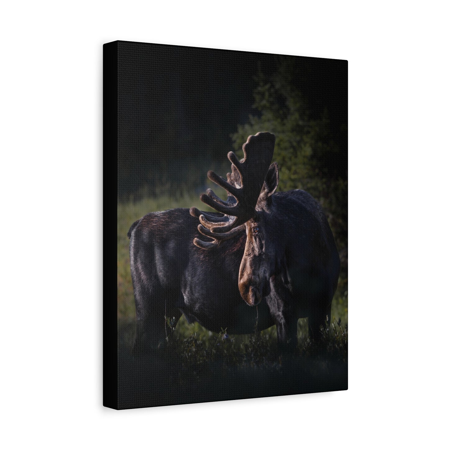 VELVET HIGHLIGHTS BULL MOOSE STRETCHED CANVAS PRINT