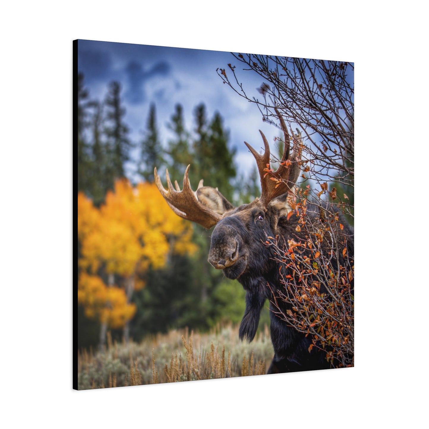 PEEKING BULL MOOSE STRETCHED CANVAS PRINT