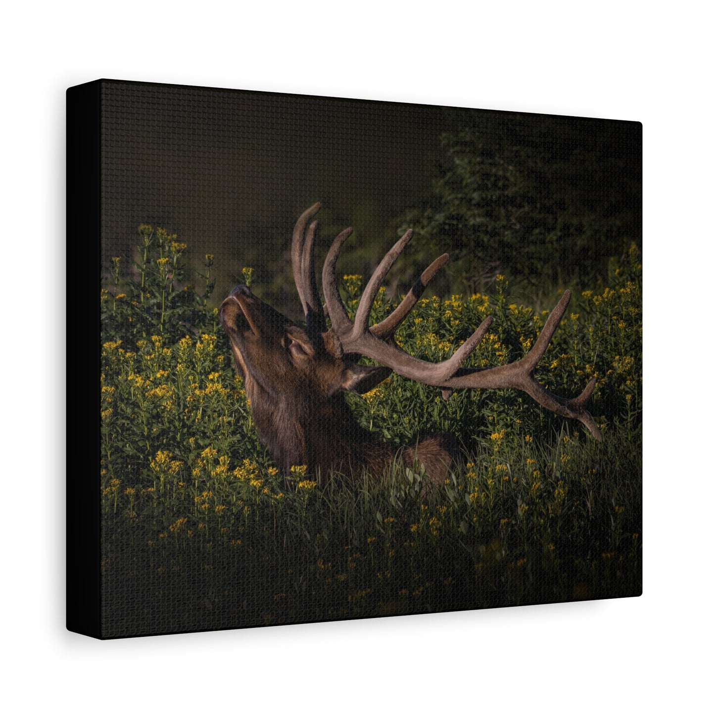 SUNFLOWER SUNBATH BULL ELK STRETCHED CANVAS PRINT