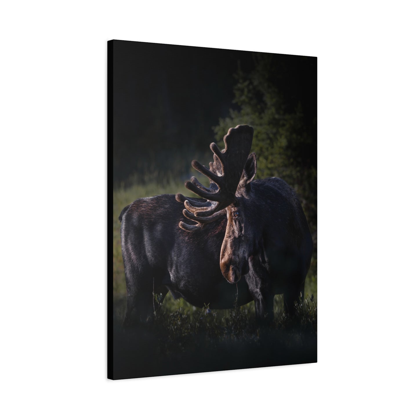 VELVET HIGHLIGHTS BULL MOOSE STRETCHED CANVAS PRINT