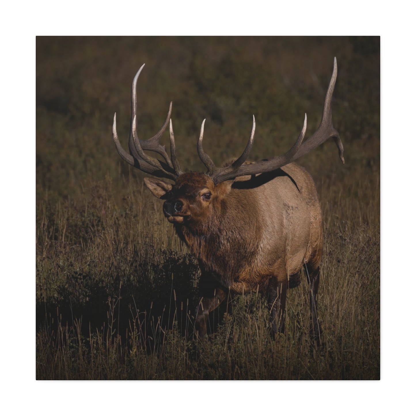 LAID BACK BULL ELK STRETCHED CANVAS PRINT