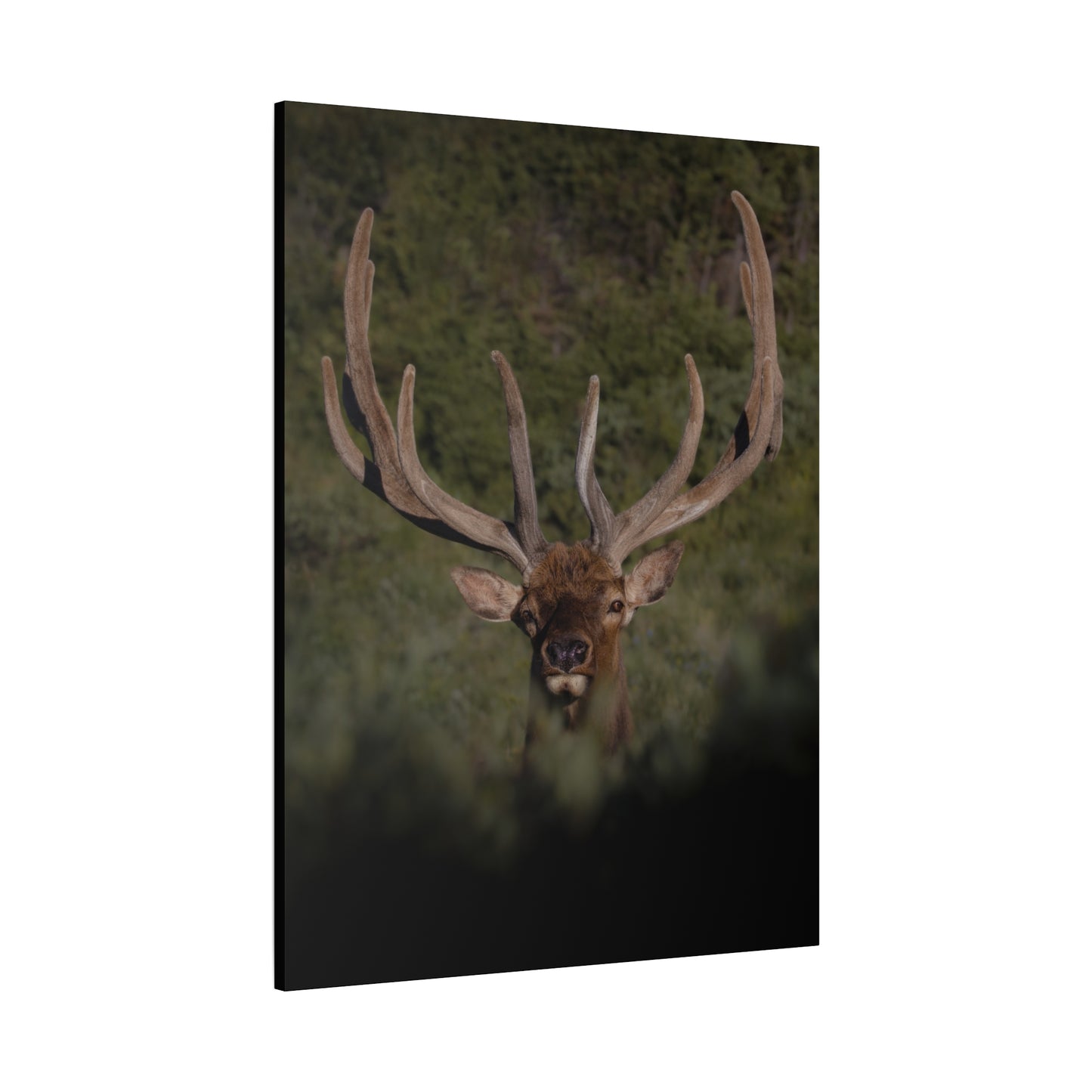 VELVET SURPRISE BULL ELK STRETCHED CANVAS PRINT