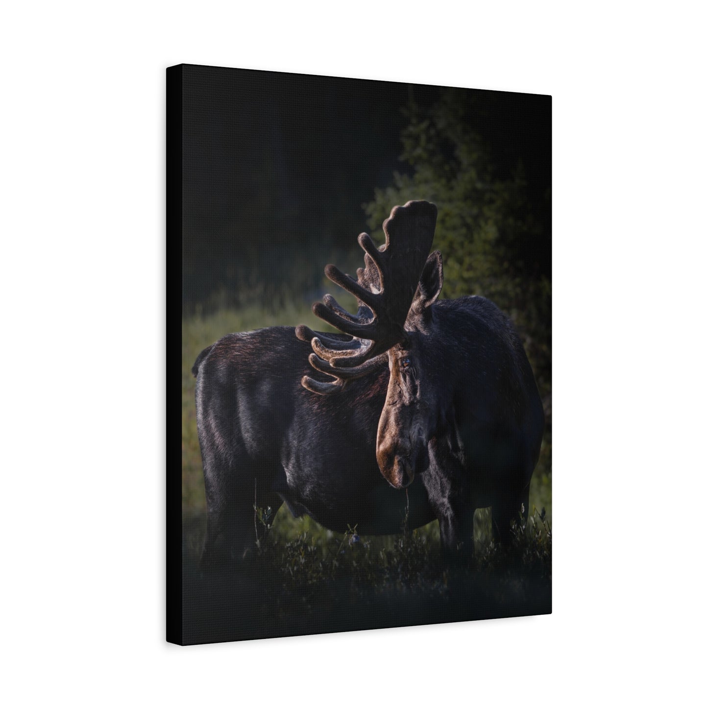 VELVET HIGHLIGHTS BULL MOOSE STRETCHED CANVAS PRINT
