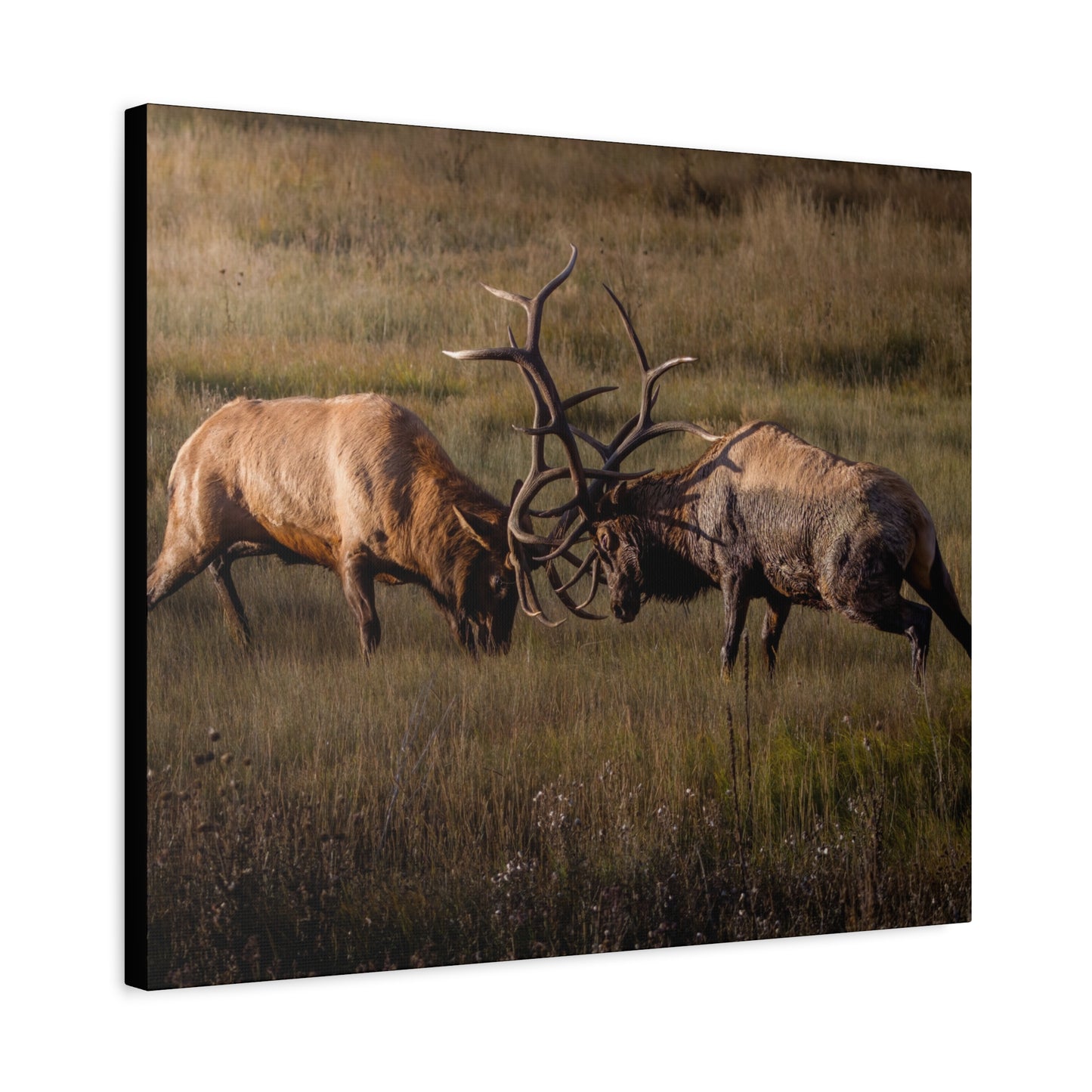 LOCKED IN LIGHT BULL ELK STRETCHED CANVAS PRINT