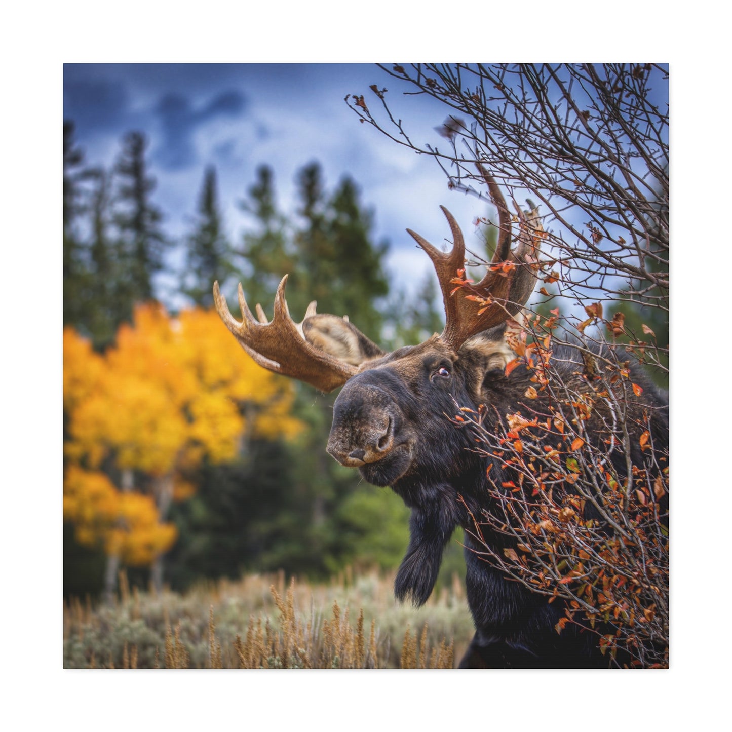 PEEKING BULL MOOSE STRETCHED CANVAS PRINT
