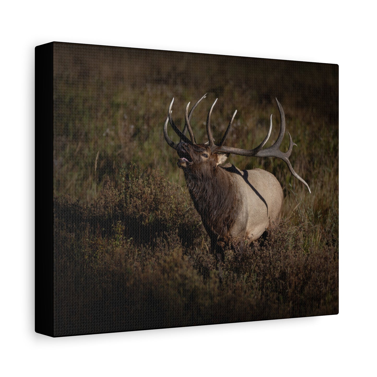 SPLIT DECISION BULL ELK STRETCHED CANVAS PRINT