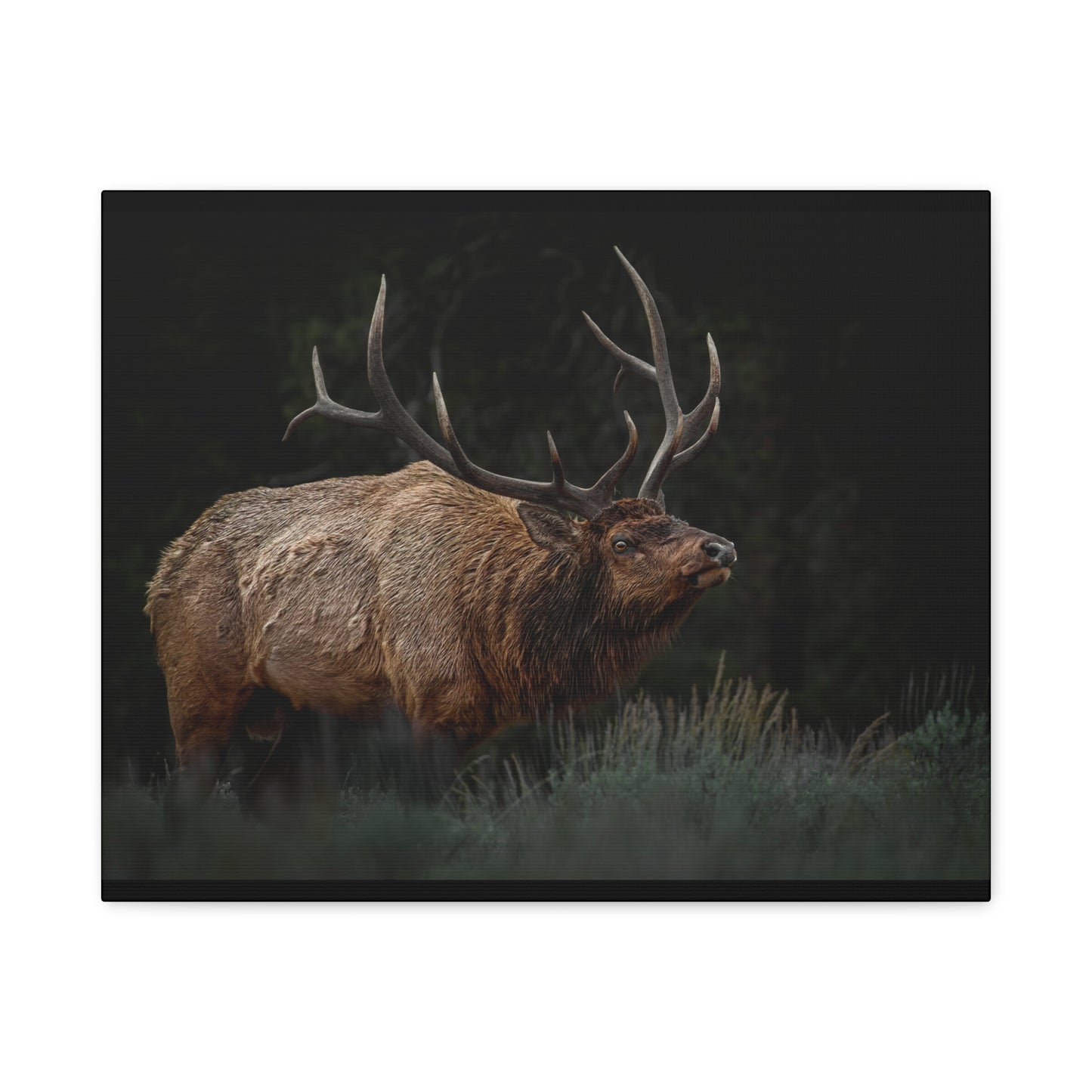 LOW LOOK BULL ELK STRETCHED CANVAS PRINT