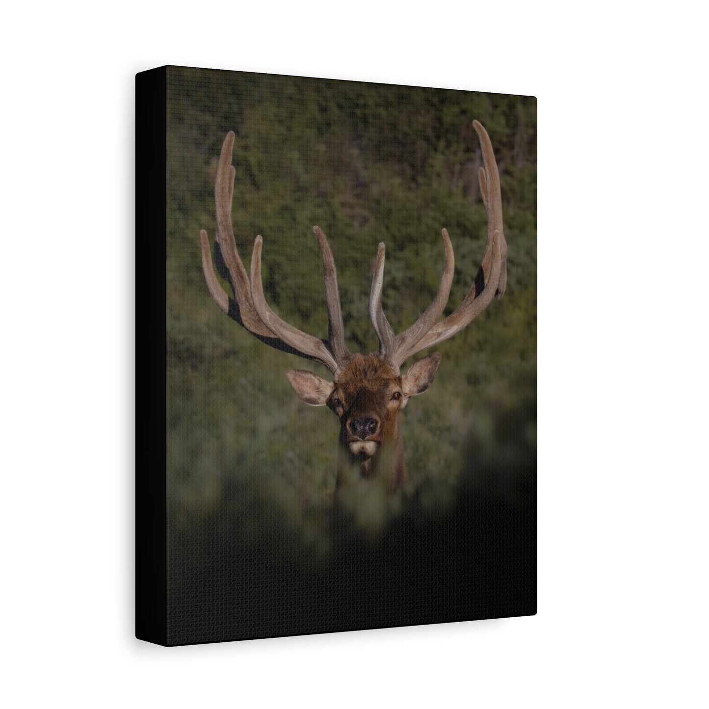 VELVET SURPRISE BULL ELK STRETCHED CANVAS PRINT