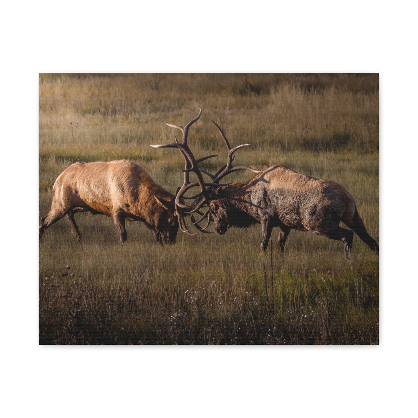LOCKED IN LIGHT BULL ELK STRETCHED CANVAS PRINT