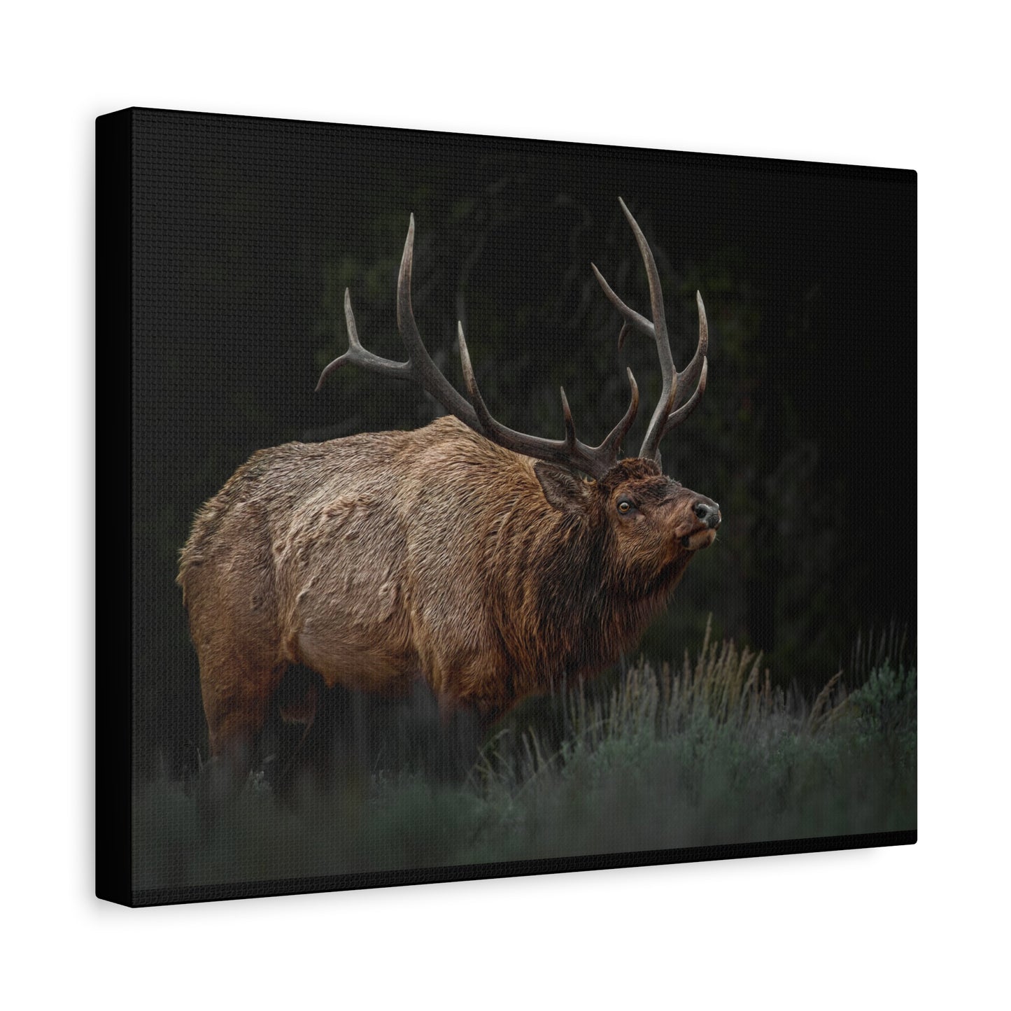 LOW LOOK BULL ELK STRETCHED CANVAS PRINT