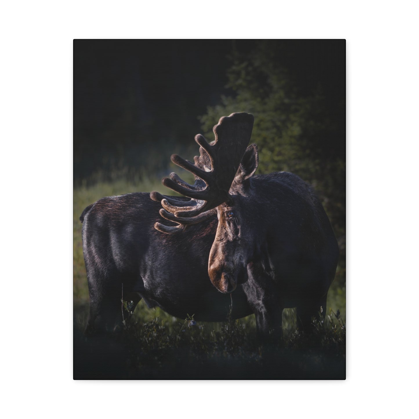 VELVET HIGHLIGHTS BULL MOOSE STRETCHED CANVAS PRINT