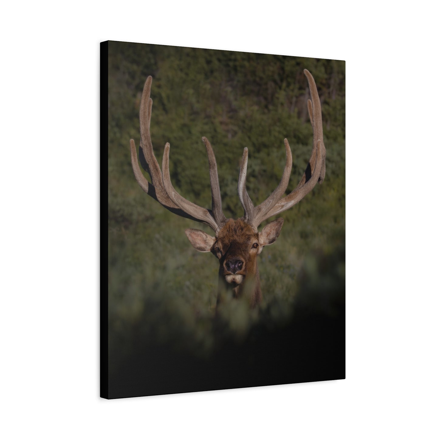VELVET SURPRISE BULL ELK STRETCHED CANVAS PRINT