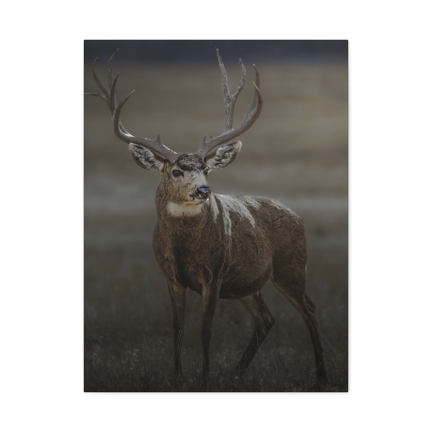 MORNING MULEY MULE DEER BUCK STRETCHED CANVAS PRINT