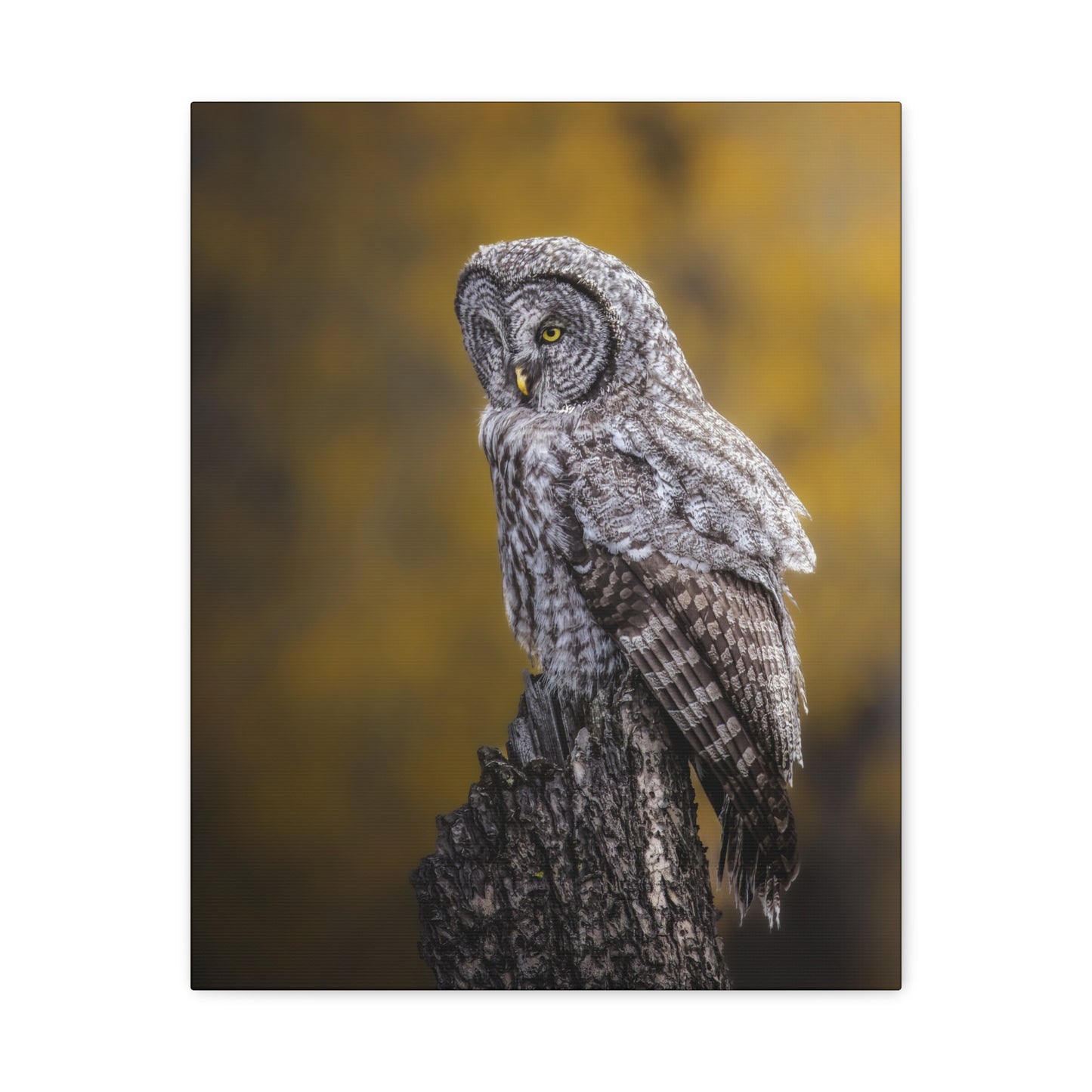 THOUGHTFUL GREAT GREY OWL STRETCHED CANVAS PRINT