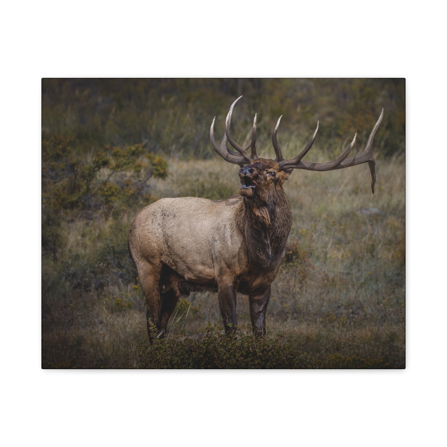 BEAMER BULL ELK STRETCHED CANVAS PRINT