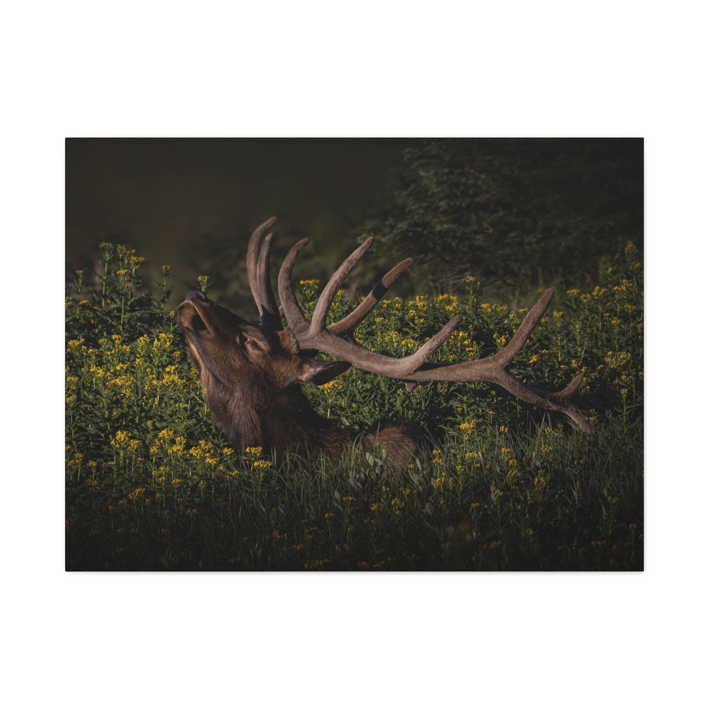 SUNFLOWER SUNBATH BULL ELK STRETCHED CANVAS PRINT
