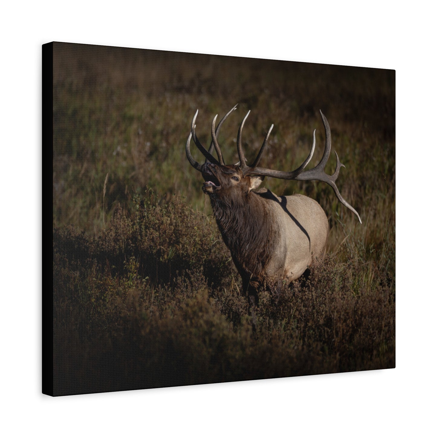 SPLIT DECISION BULL ELK STRETCHED CANVAS PRINT