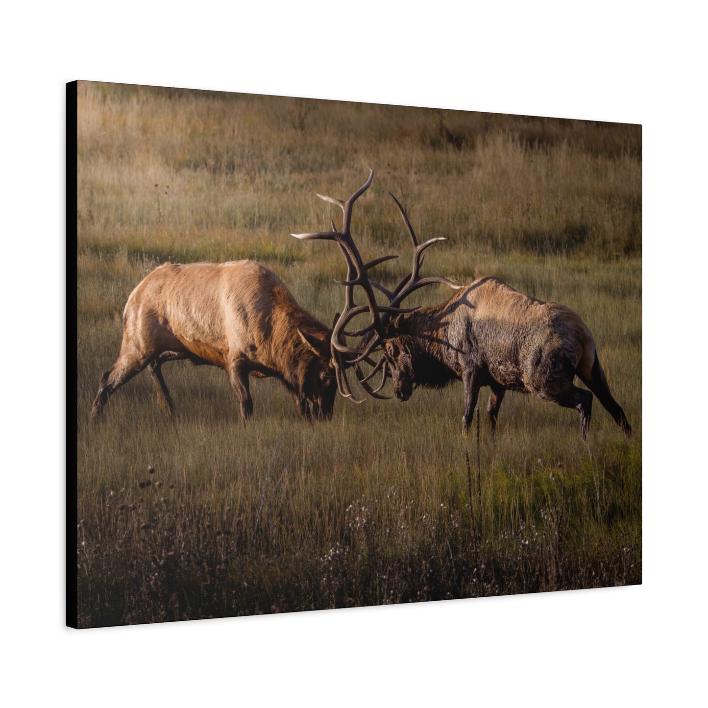 LOCKED IN LIGHT BULL ELK STRETCHED CANVAS PRINT