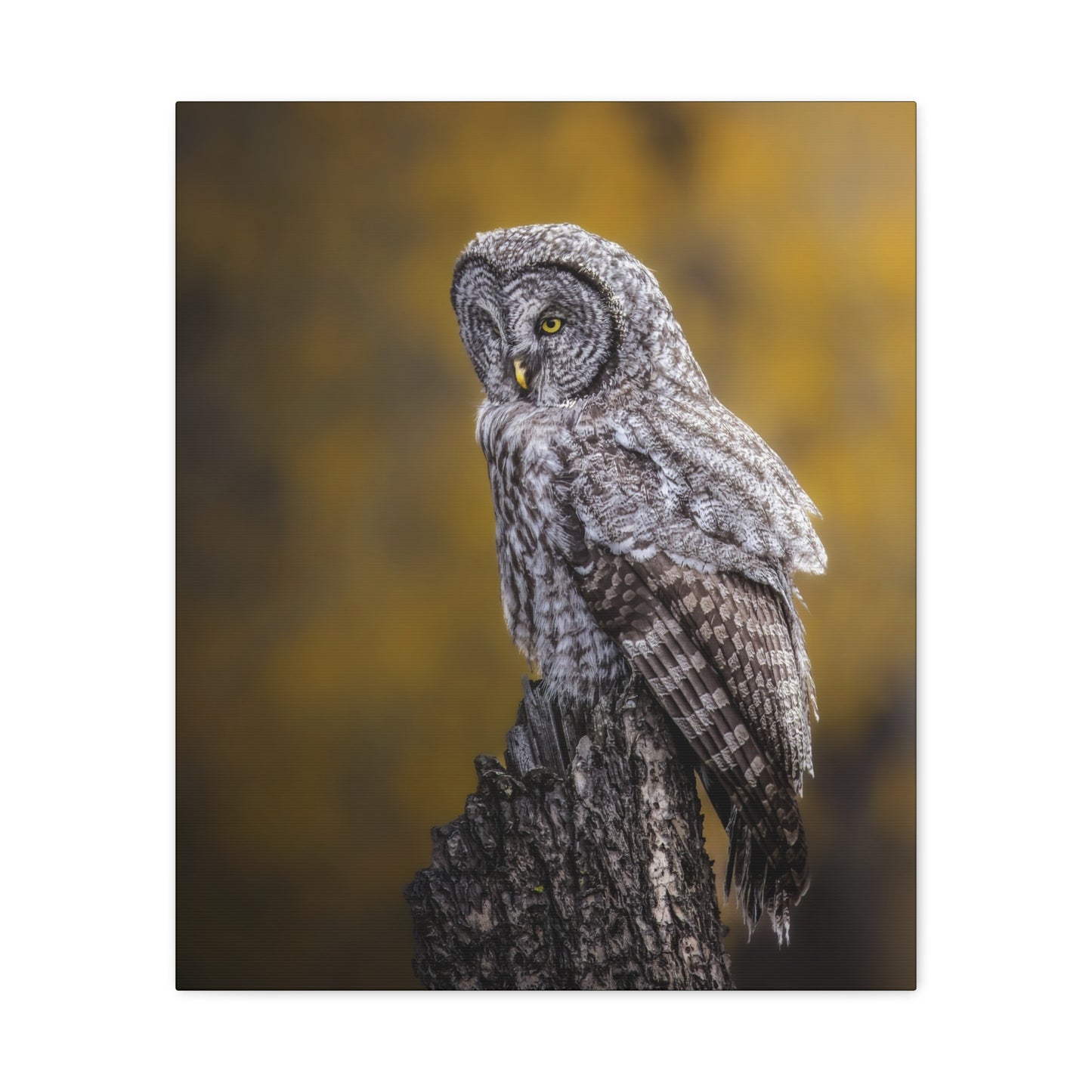 THOUGHTFUL GREAT GREY OWL STRETCHED CANVAS PRINT